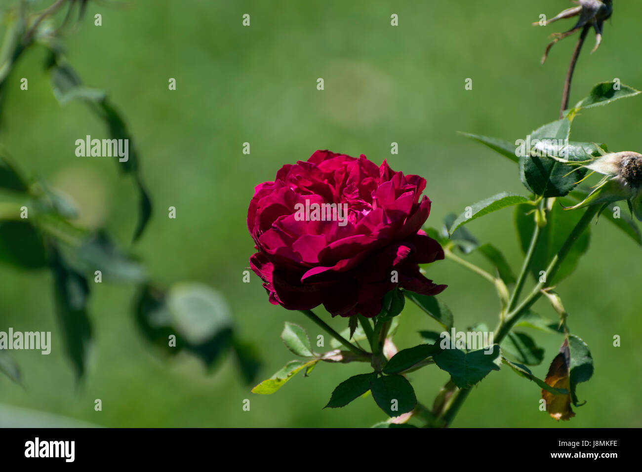 Un solitario deep Crimson Red Rose in piena fioritura con la luce del sole crea ombre scure come sta da solo in contrasto contro le foglie verdi e gra Foto Stock