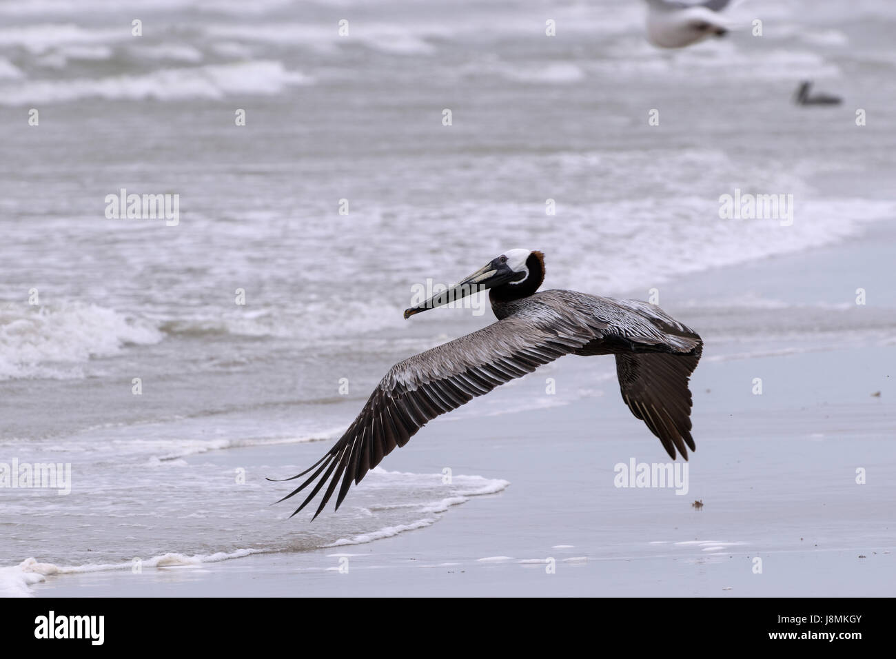 Un singolo Brown Pelican graziosamente volando a bassa quota sopra la spiaggia a Padre Island vicino a Corpus Christi, Texas Foto Stock