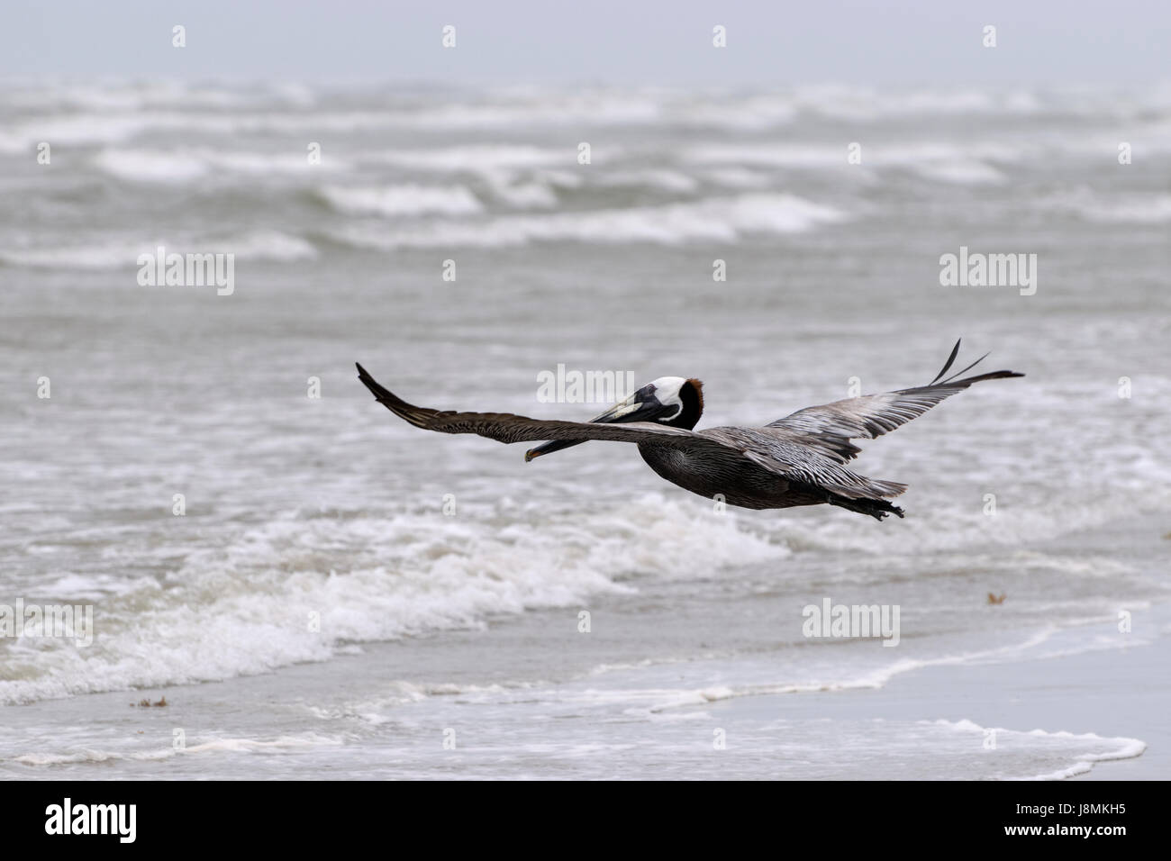 Brown Pelican diffondere le sue ali come vola con garbo sopra le onde che si infrangono sulla sabbia di una spiaggia dell'oceano. Foto Stock