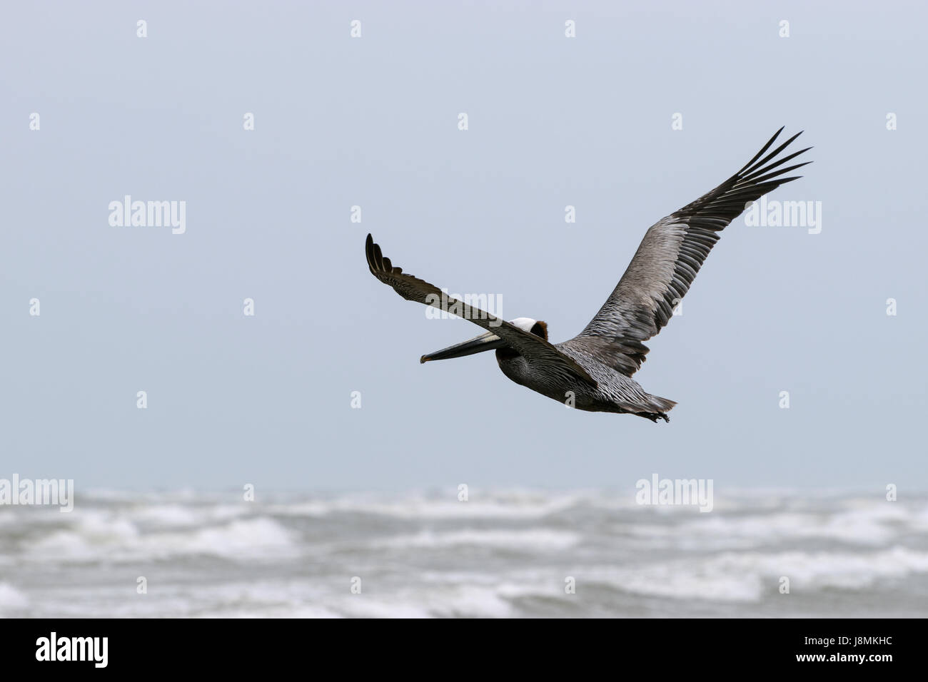 Brown Pelican diffondere le sue ali come vola con garbo oltre il whitecaps e surf dell'oceano Schiantati sulla spiaggia sottostante. Foto Stock