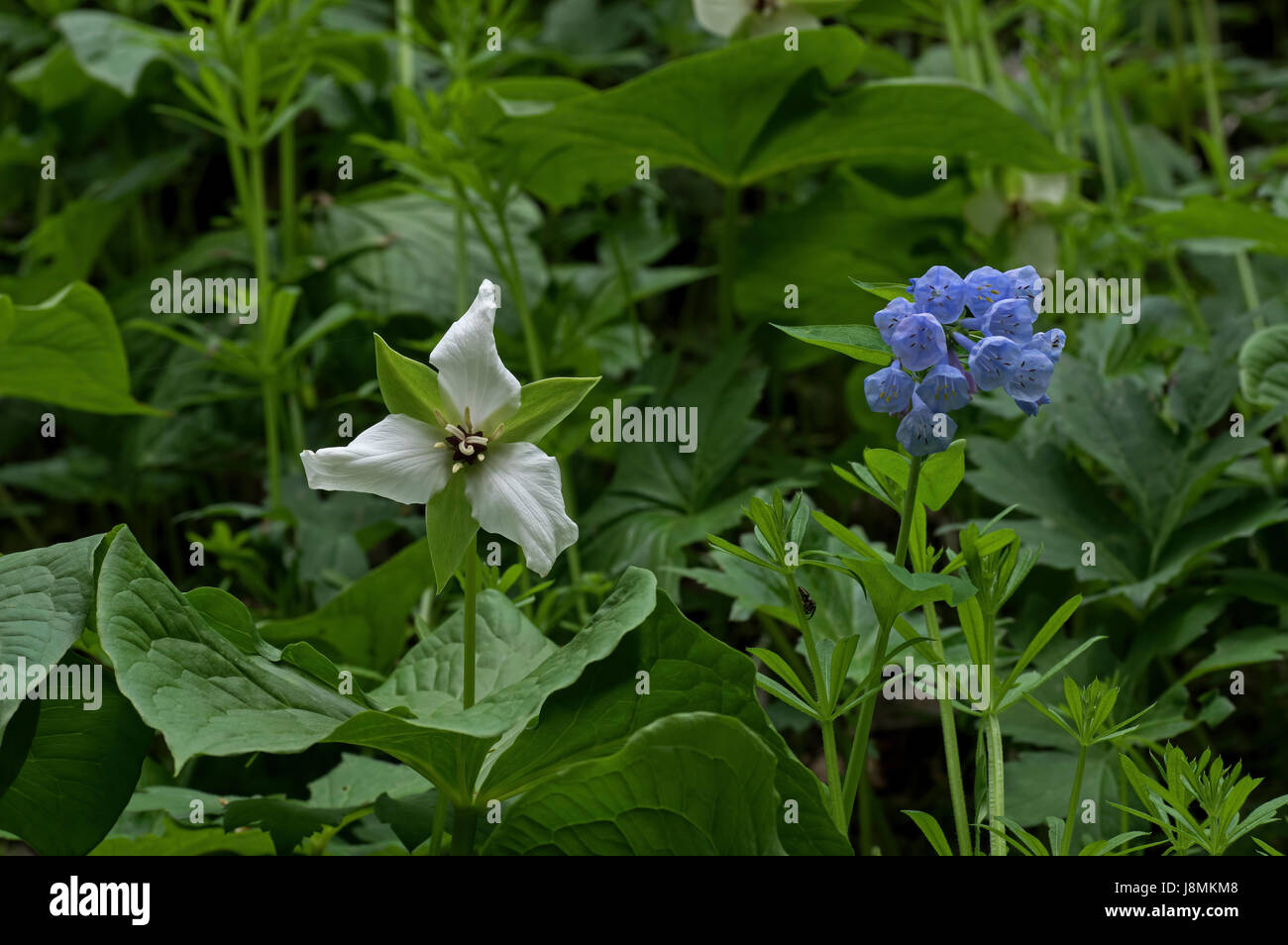 White Trillium o Trilliaceae e Mertensia virginica o Virginia Bluebell che è una molla effimera con pianta a forma di campana blu cielo fiori, nativo Foto Stock