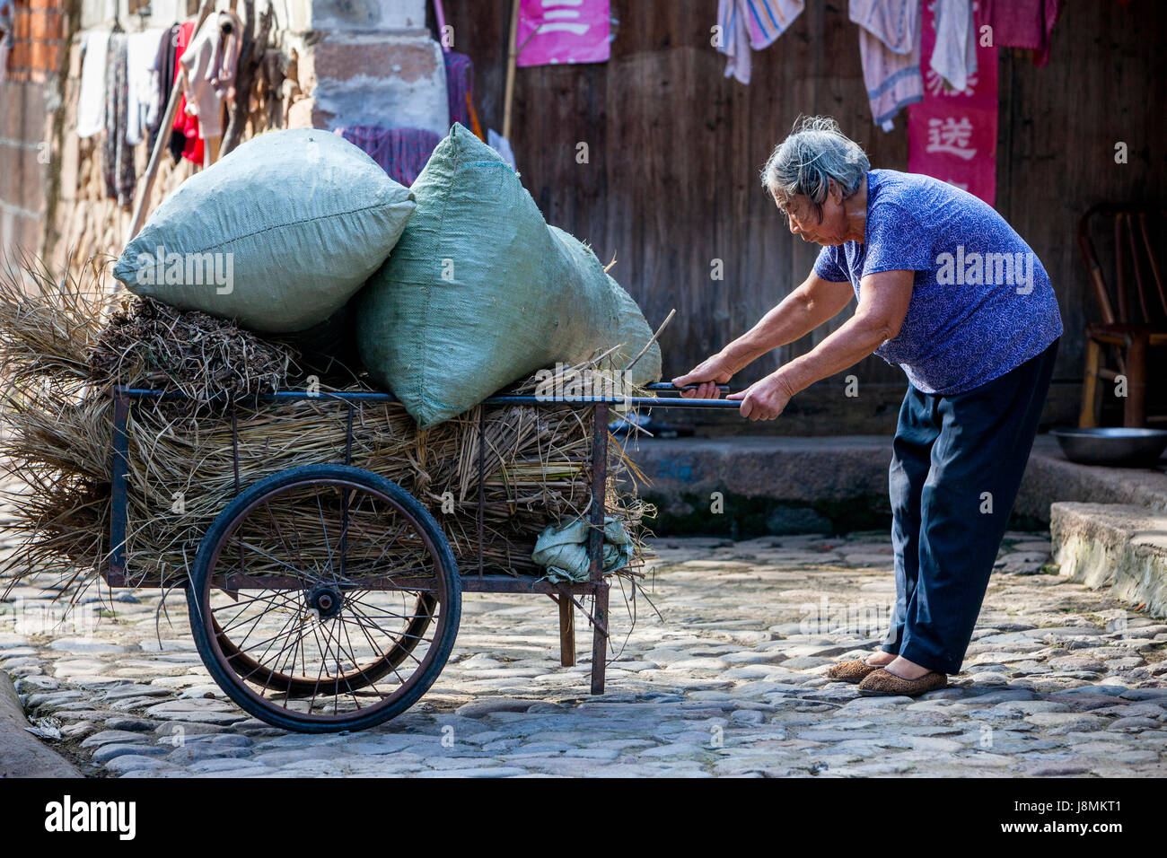 Cangpo, Zhejiang, Cina. Donna con sacchetti di fieno per gli animali sul suo carrello. Foto Stock
