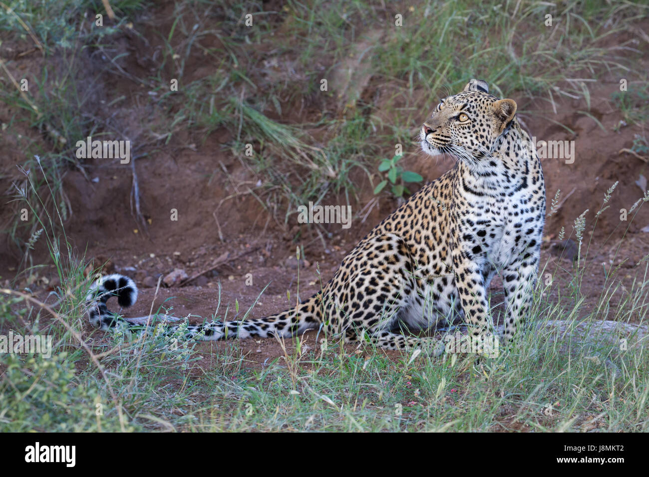Un straordinariamente bella giovane femmina leopard si siede sul prato e guarda alle spalle la sua coda ribaltato verso l'alto e si estendeva lungo l'erba Foto Stock
