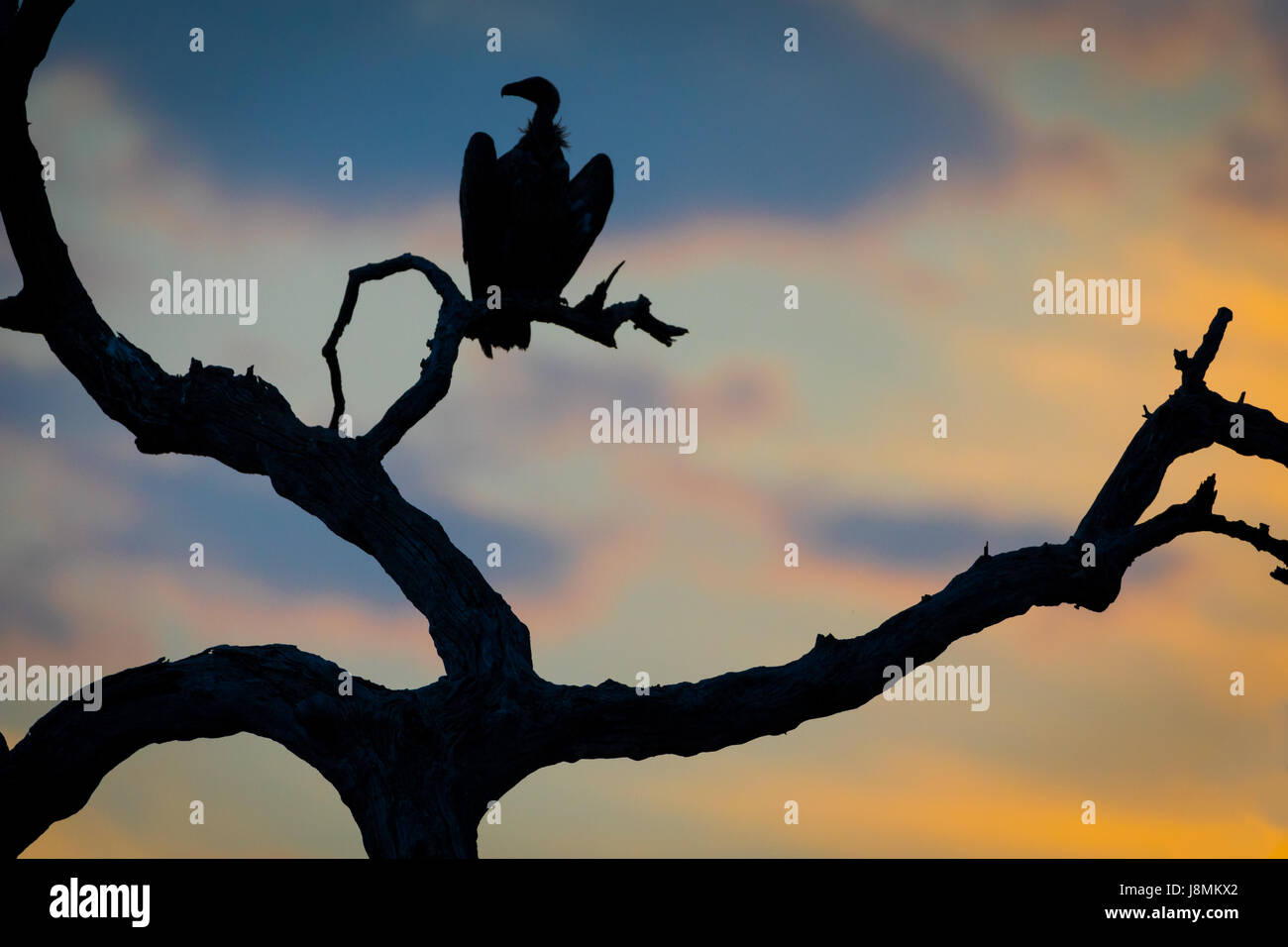 Avvoltoio iconica silhouette, con testa volta disposti in maniera attraente con tre rami contro un bellissimo tramonto Africano, arancio e blu nubi Foto Stock