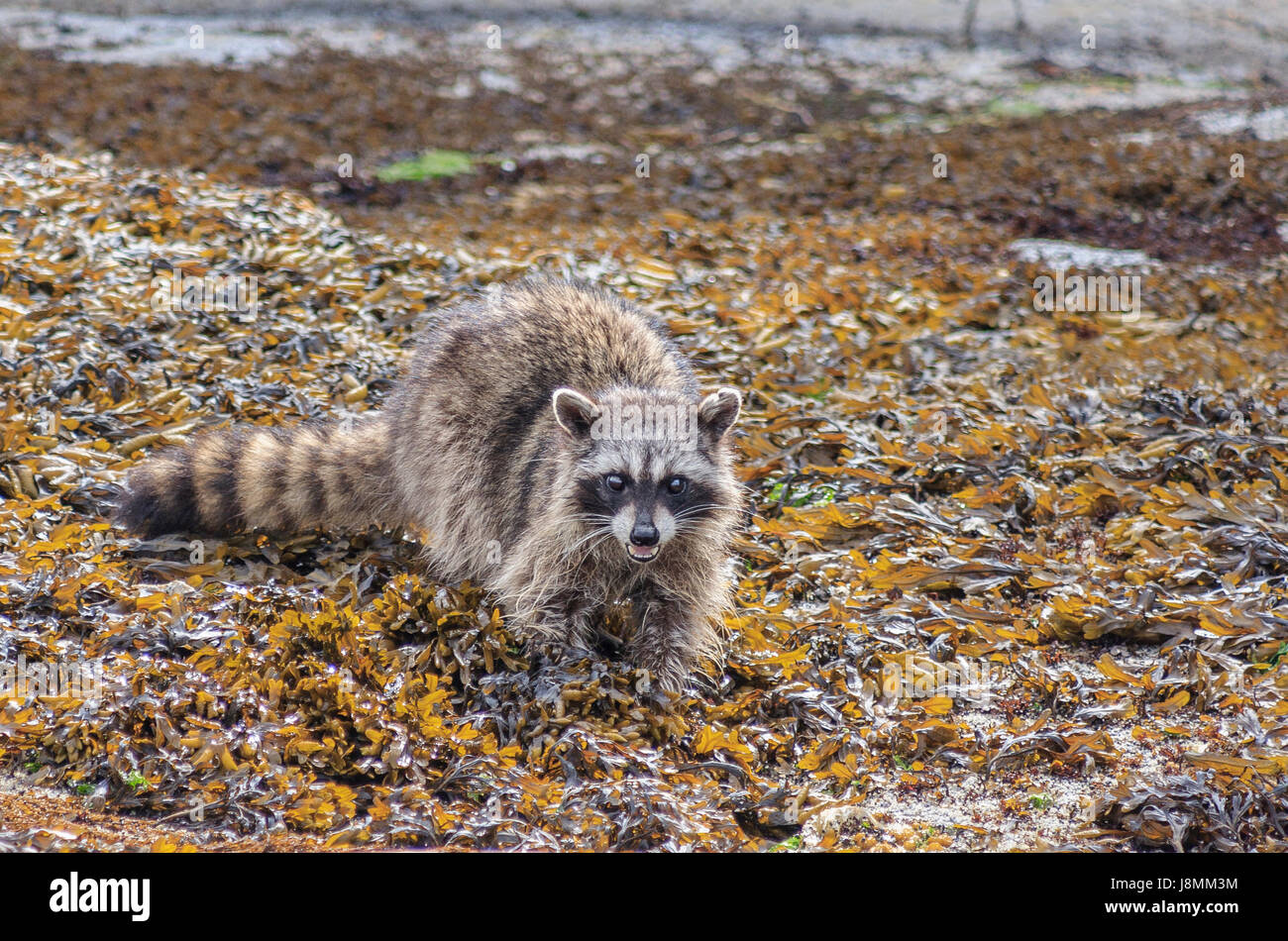 Un procione guarda il fotografo e bares i suoi denti mentre il foraggio a bassa marea sotto le alghe su una delle isole del golfo di spiaggia (British Columbia). Foto Stock