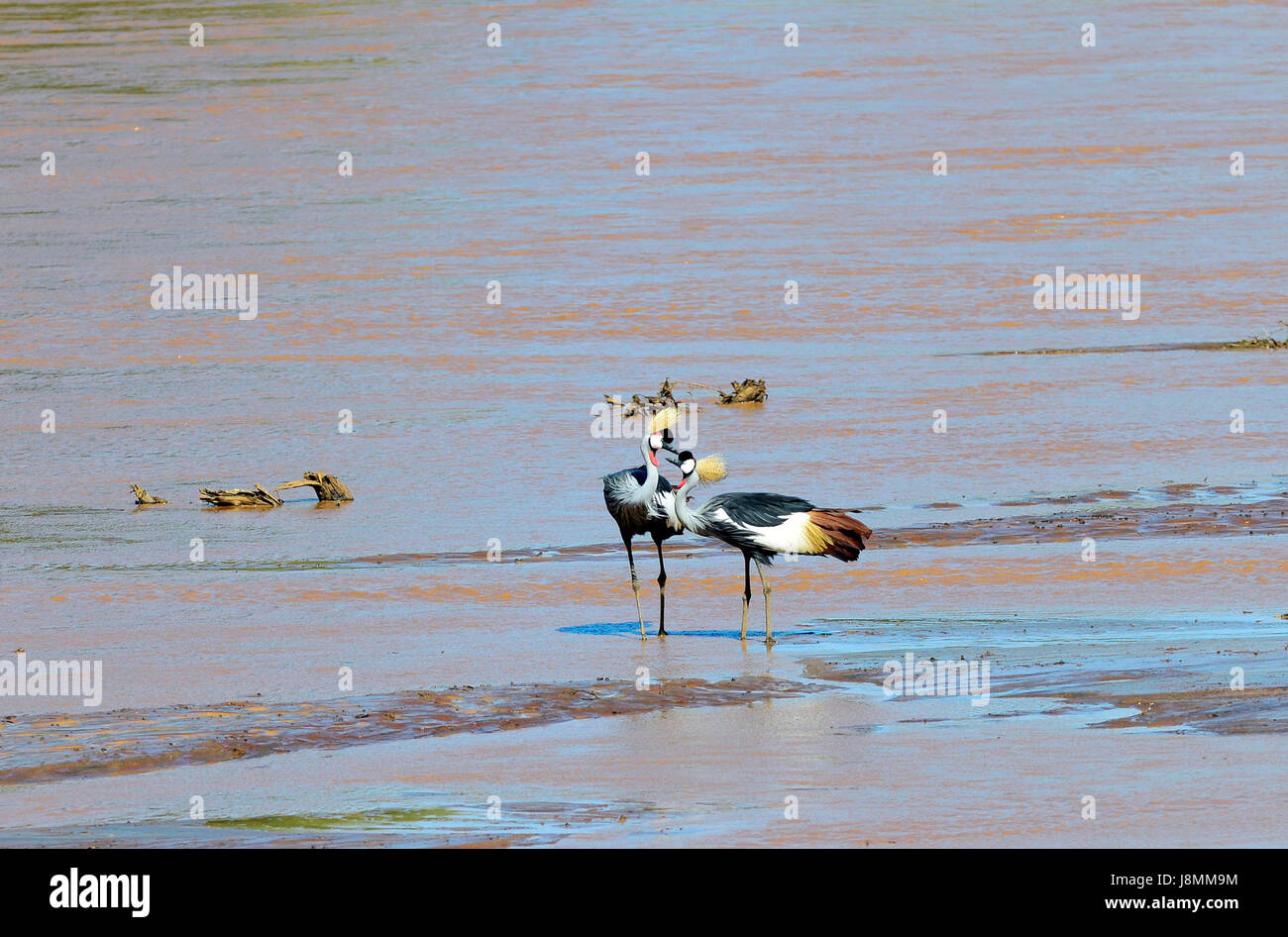 Grey Crowned Crane uccelli del Ewaso Ng'iro nel fiume Samburu riserva nazionale. Foto Stock