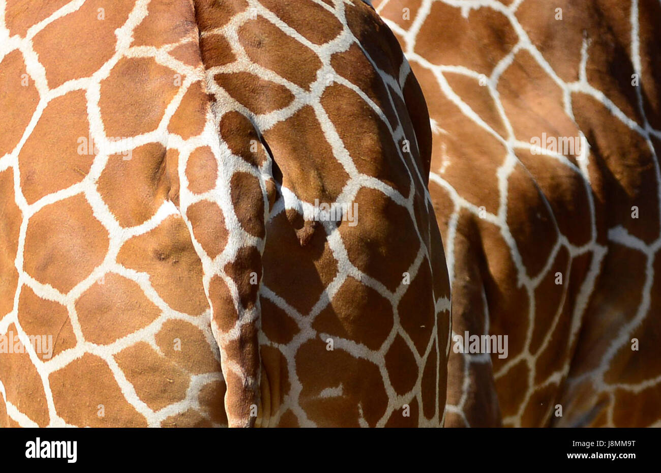 Le giraffe reticolate in Samburu riserva nazionale nel nord del Kenya. Foto Stock