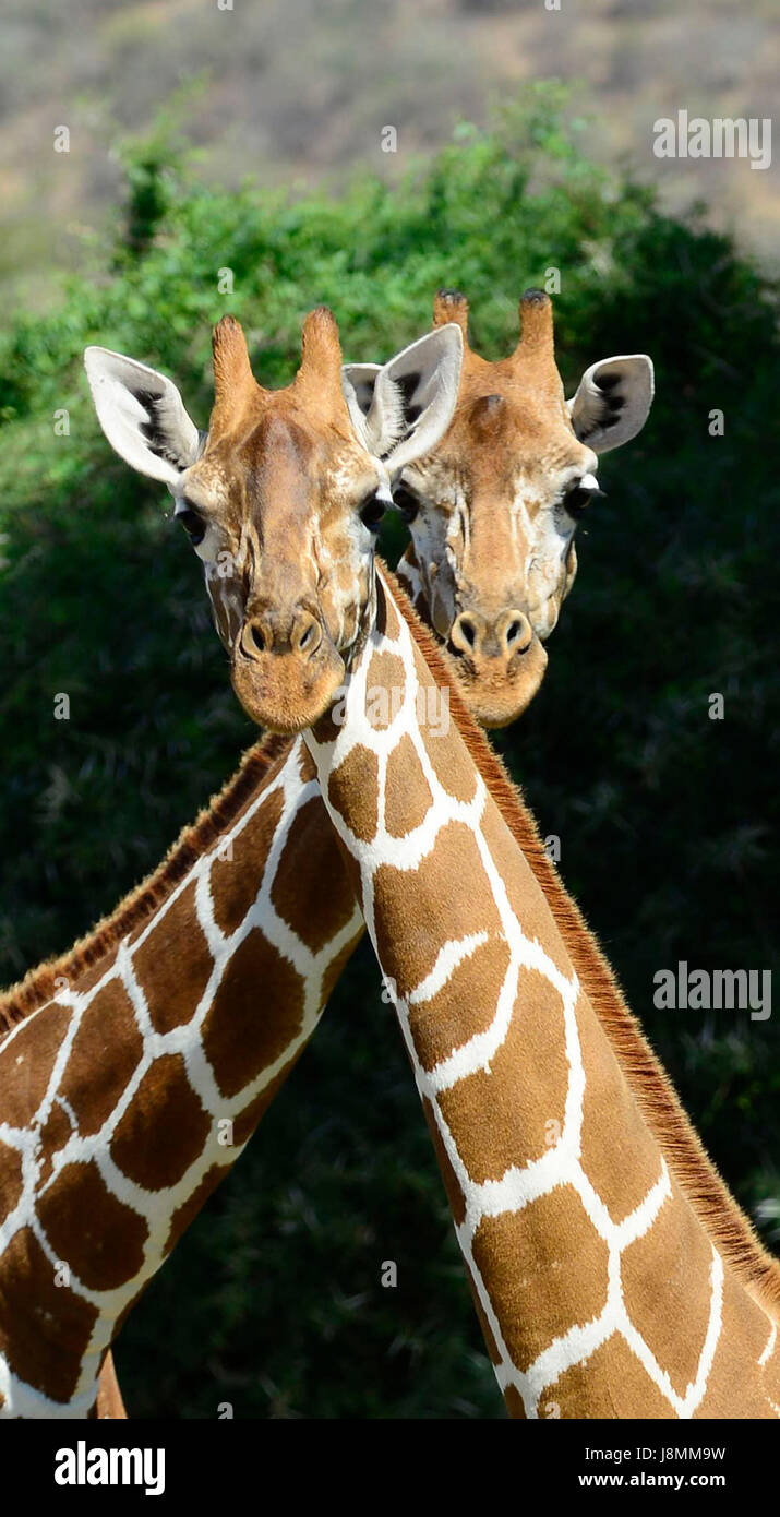 Le giraffe reticolate in Samburu riserva nazionale nel nord del Kenya. Foto Stock