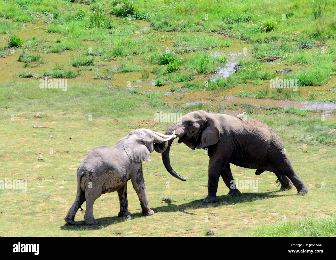 Gli elefanti africani giocando in Amboseli National Park in Kenya. Foto Stock