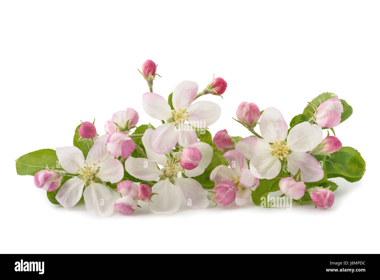 Apple fiori con boccioli isolati su sfondo bianco Foto Stock