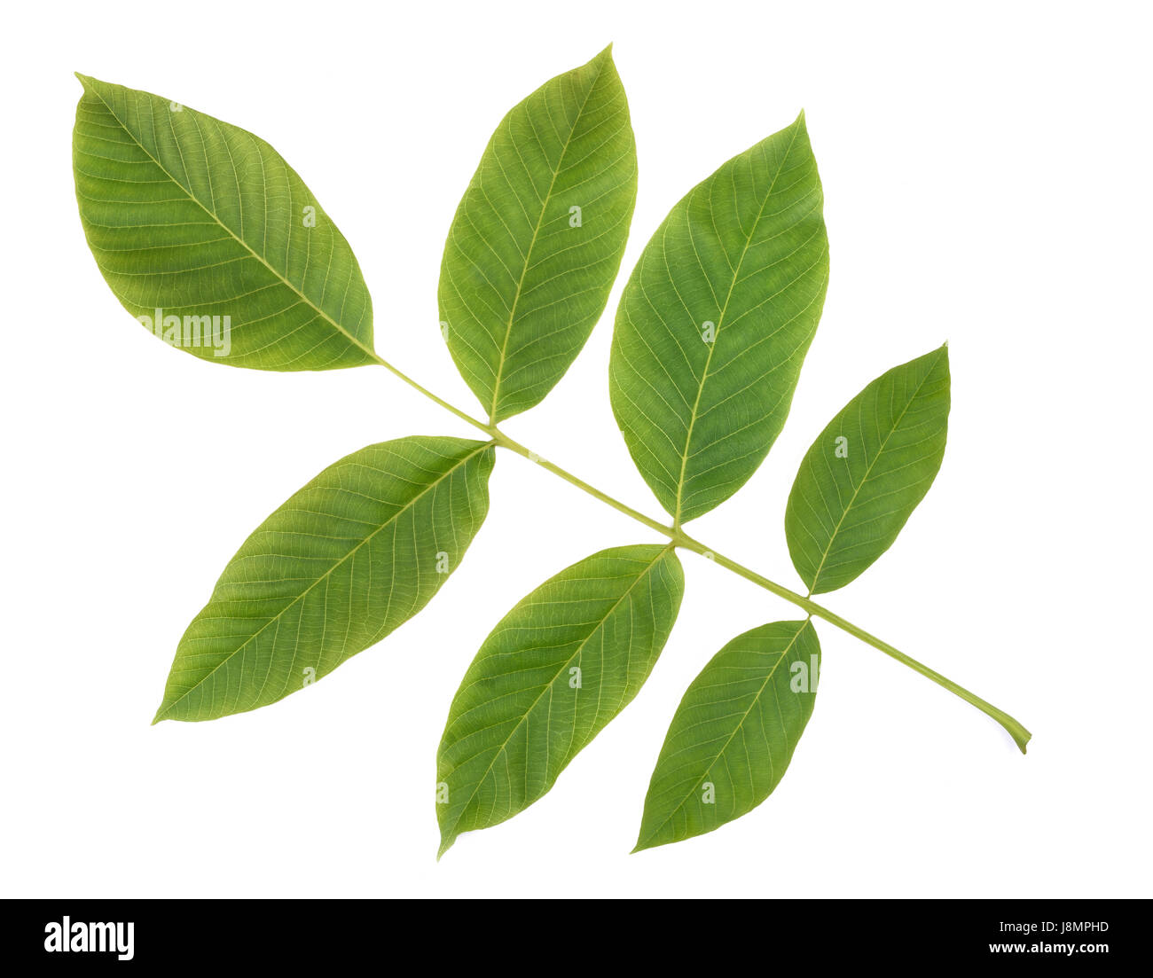 Ramo di noce isolati su sfondo bianco Foto Stock