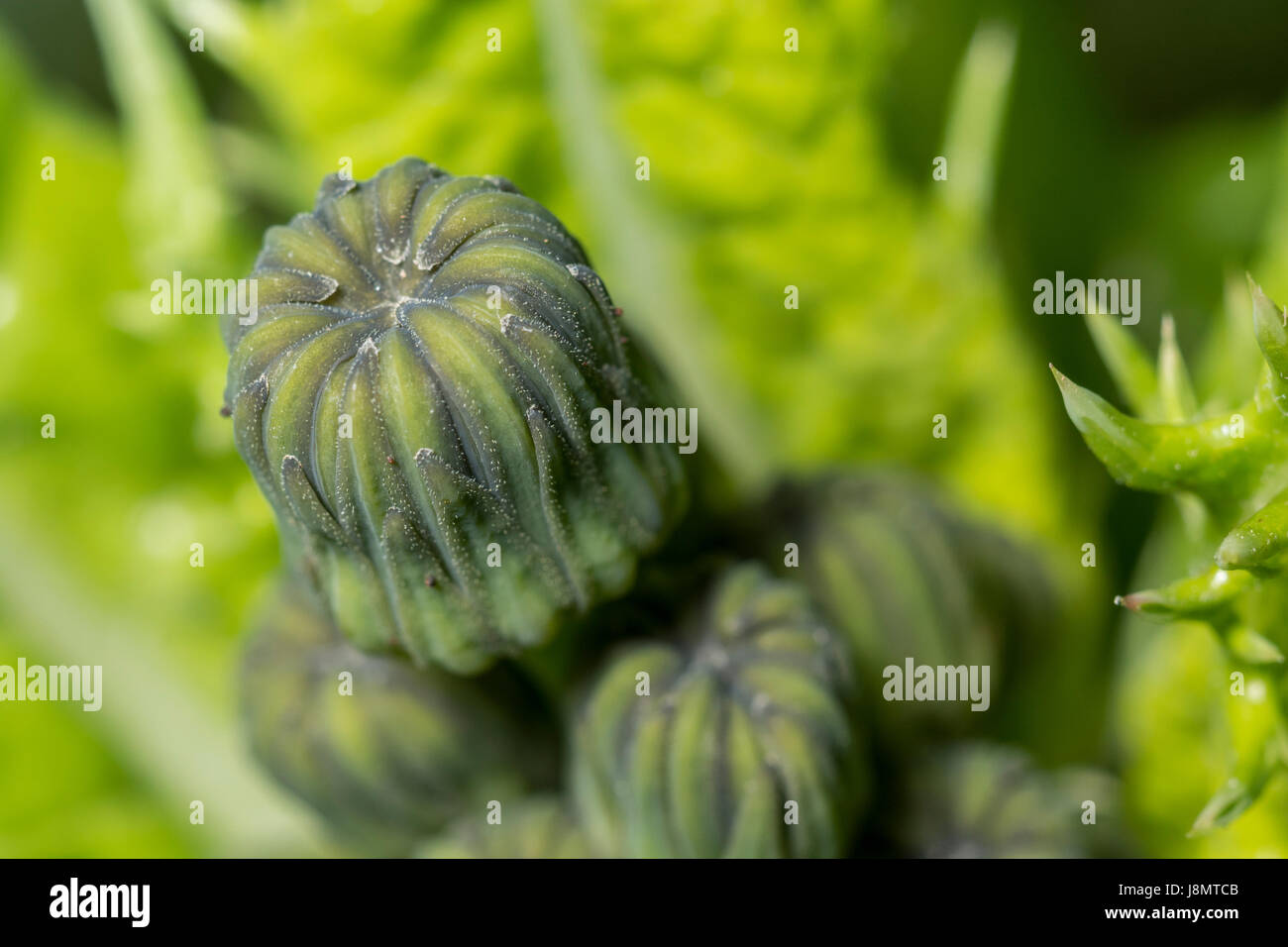 Boccioli di fiori di fico d'India Sow-thistle / Sonchus asper. Foto Stock