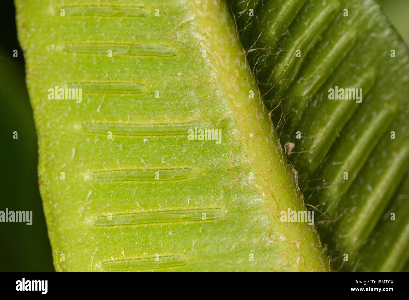 Macro-fotografia di Hart lingua / di felci Asplenium scolopendrium - precedentemente utilizzate in medicina di erbe per reclami di fegato. Sorus / sori visibile sul lato inferiore Foto Stock