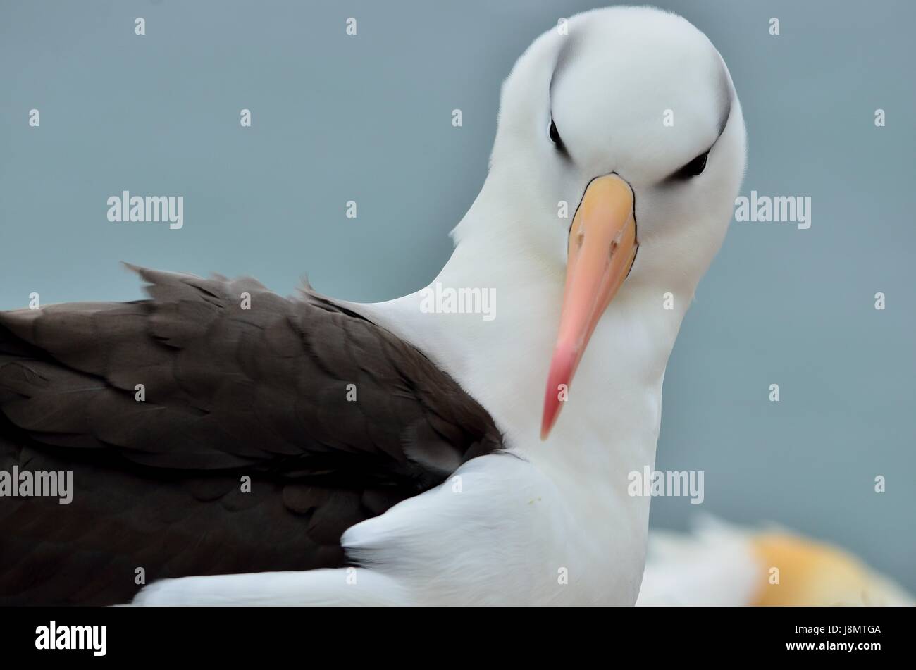 Schwarzbrauenalbatros, nero-browed albatross, nero-browed mollymawk, Thalassarche melanophris, Helgoland, Nordsee, Germania, Deutschland Foto Stock