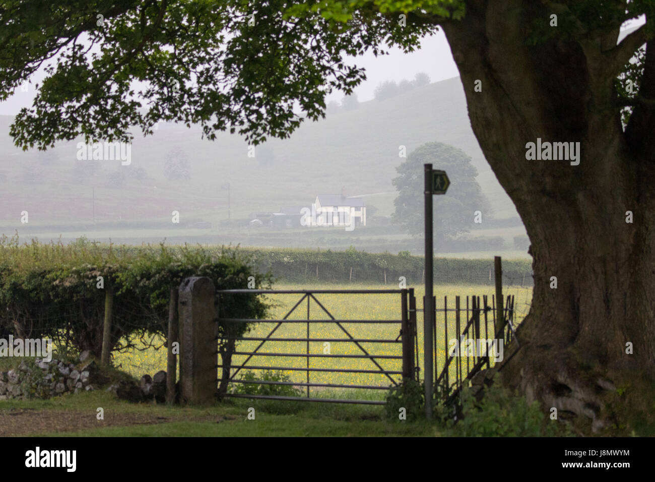 Flintshire, il Galles del Nord, 29 maggio 2017 UK Meteo. Banca tipica vacanza e molto British meteo con pioggia per la maggior parte oggi nel Regno Unito soprattutto nel nord. Pioggia e nebbia copre molte parti del Galles del Nord su questo May Bank Holiday. Nebbioso e piovoso maggio Bank Holiday meteo nel villaggio di Rhes-y-CAE, Flintshire © DGDImages/Alamy Live News Foto Stock