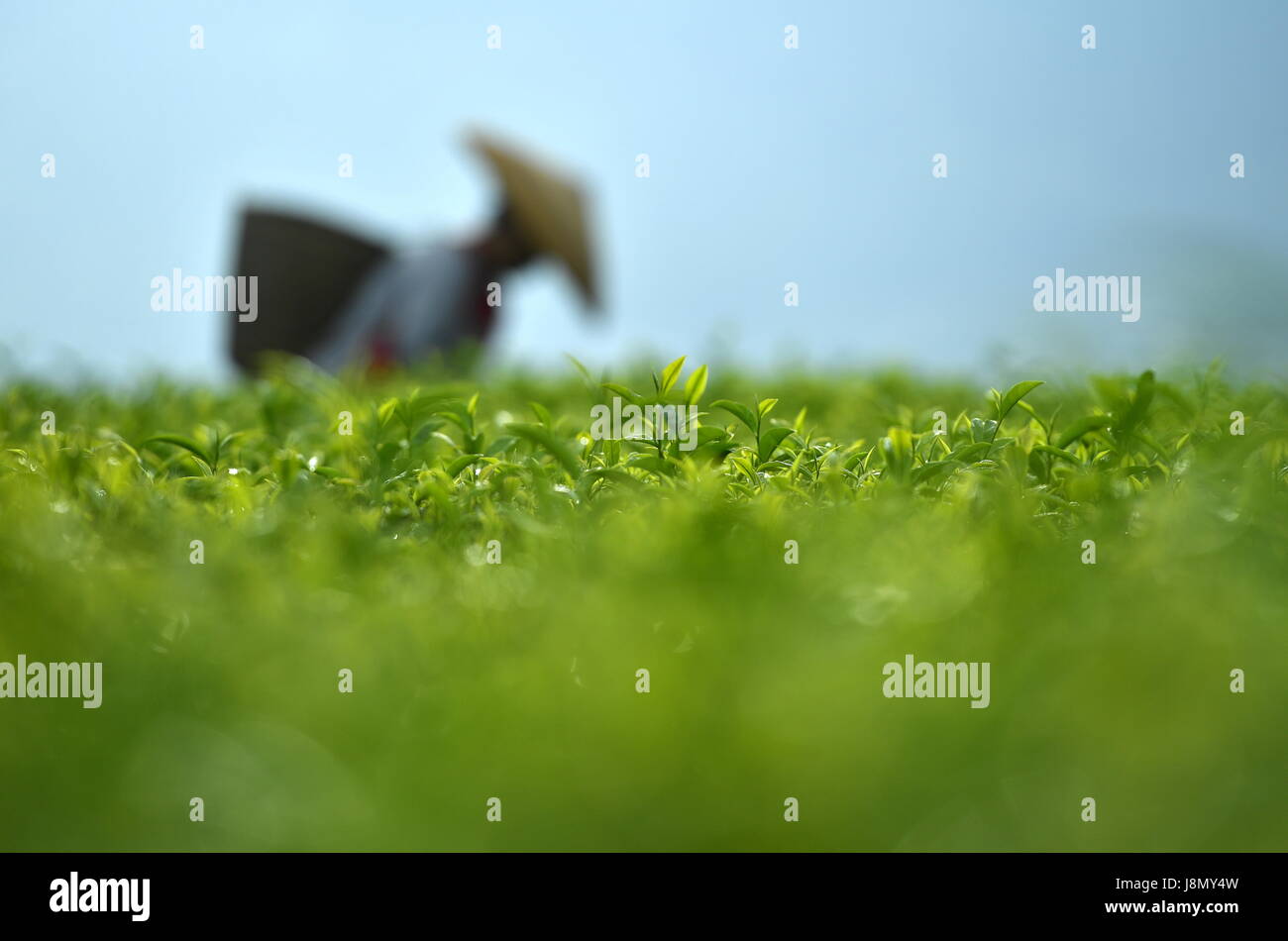 Enshi, la Cina della provincia di Hubei. 29 Maggio, 2017. Un contadino raccoglie le foglie di tè in un tea garden Shuitianba nel villaggio di Xuan'en County, centrale cinese della provincia di Hubei, 29 maggio 2017. Credito: Song Wen/Xinhua/Alamy Live News Foto Stock