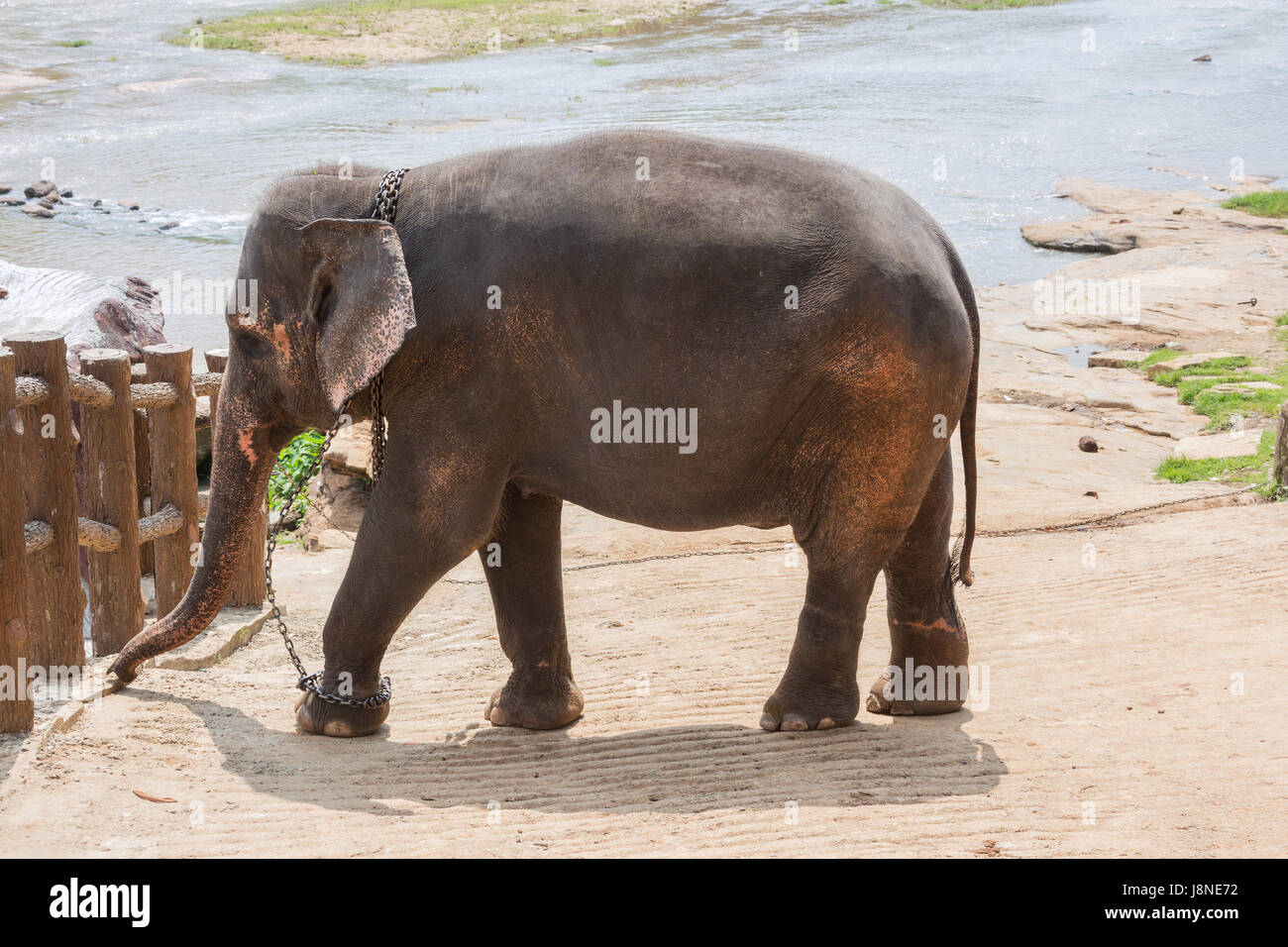 Elefante su una riva di un fiume trattenuto con una catena. Messa a fuoco selettiva sull'elefante. Foto Stock