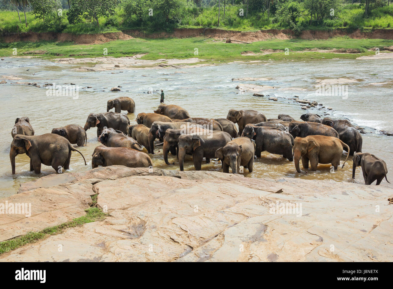 Editoriale: PINNAWALA, SRI LANKA, 7 Aprile 2017 - una mandria di elefanti balneazione nel fiume, supervisionato da un detentore di animali Foto Stock