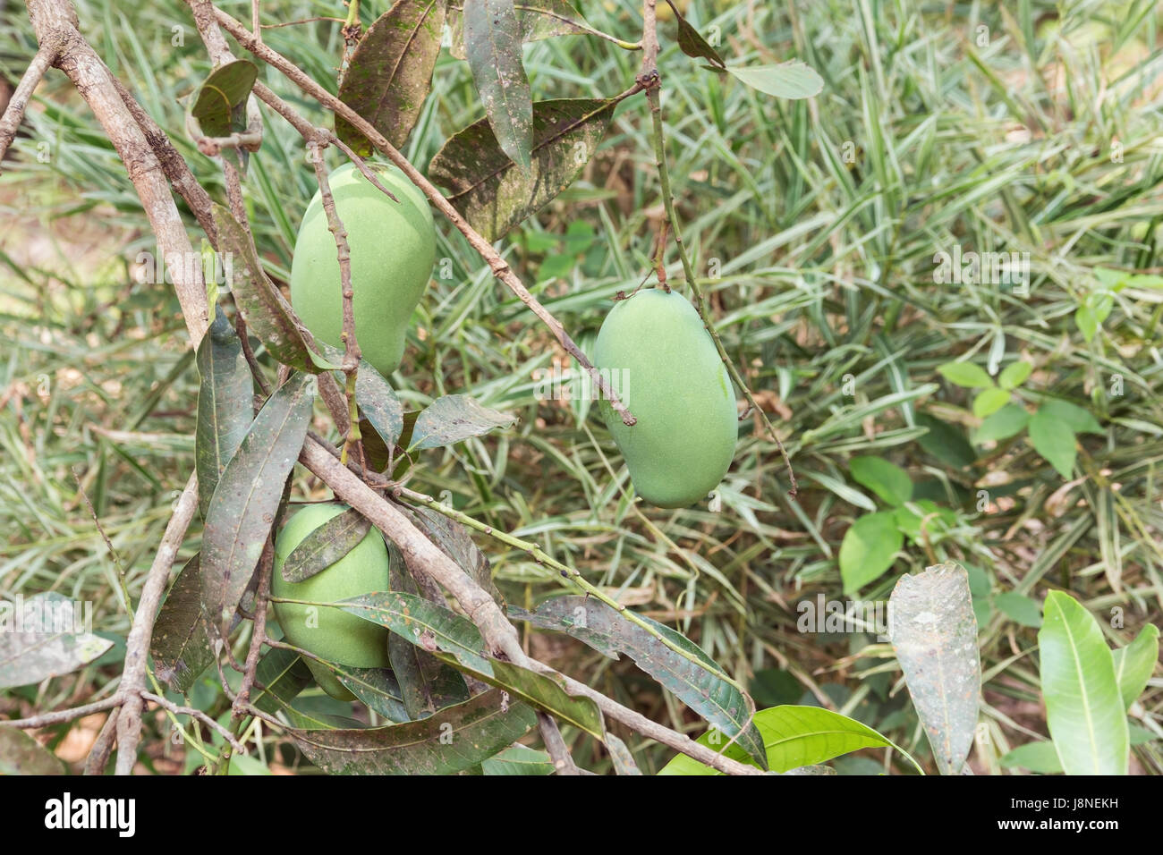 Mango appeso a un albero, in attesa di essere maturo. Il fuoco selettivo sulla frutta. Foto Stock