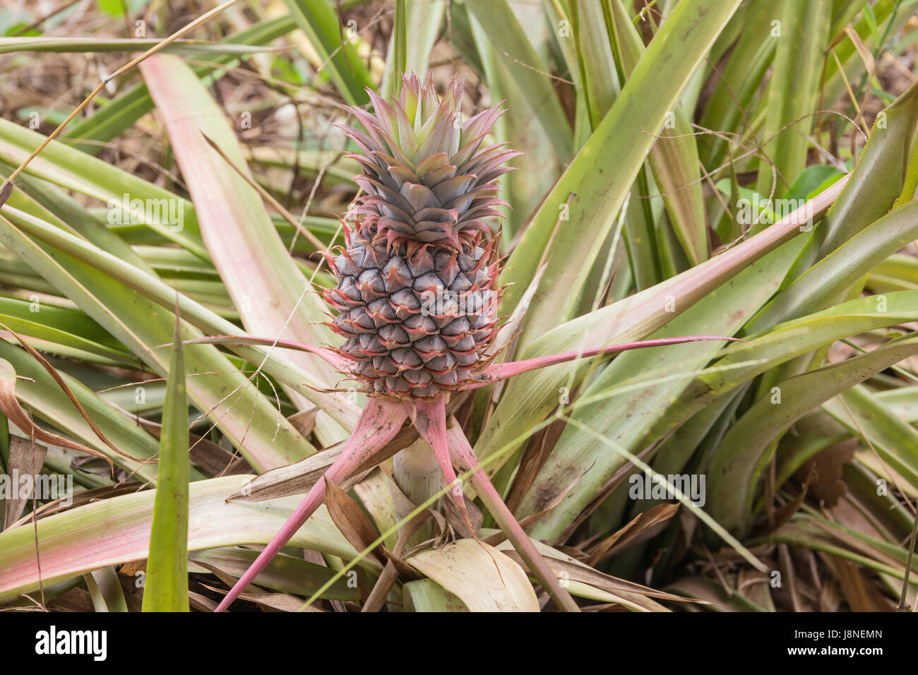 Close-up di ananas. Messa a fuoco selettiva sul frutto come sfondo non contribuisce al soggetto. Foto Stock