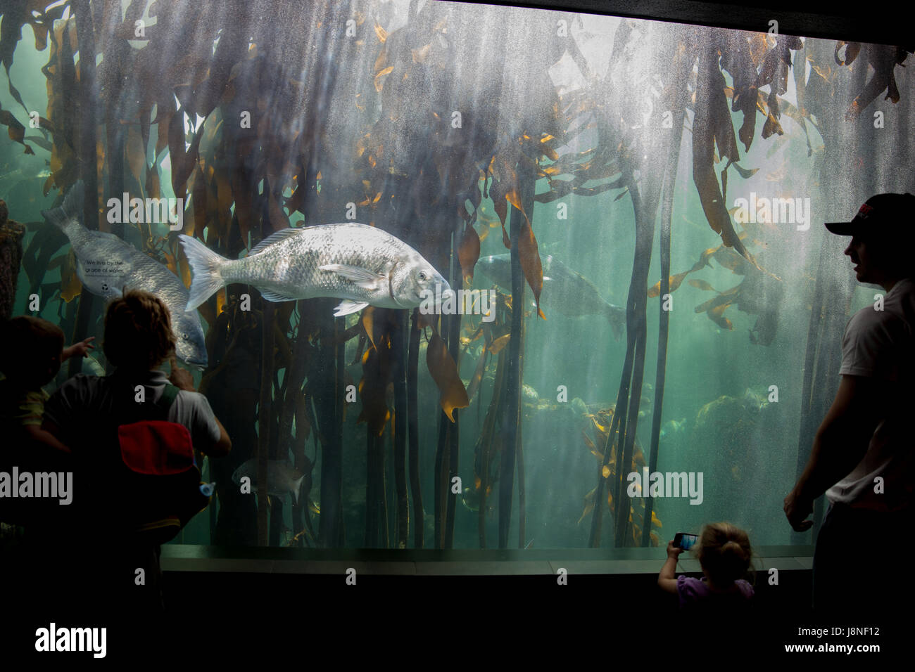 CAPE Town, Sud Africa - 1 febbraio, 2015: persone ammirano i pesci tropicali in acquario di due oceani a Cape Town. Foto Stock