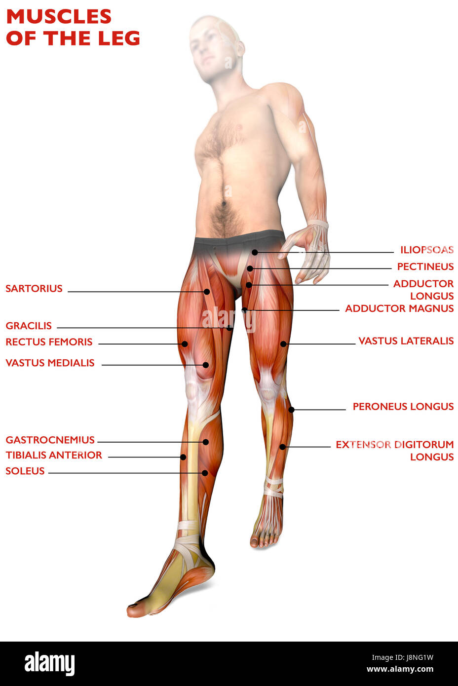 I muscoli delle gambe, corpo umano, anatomia, sistema muscolare. Il rendering 3D Foto Stock