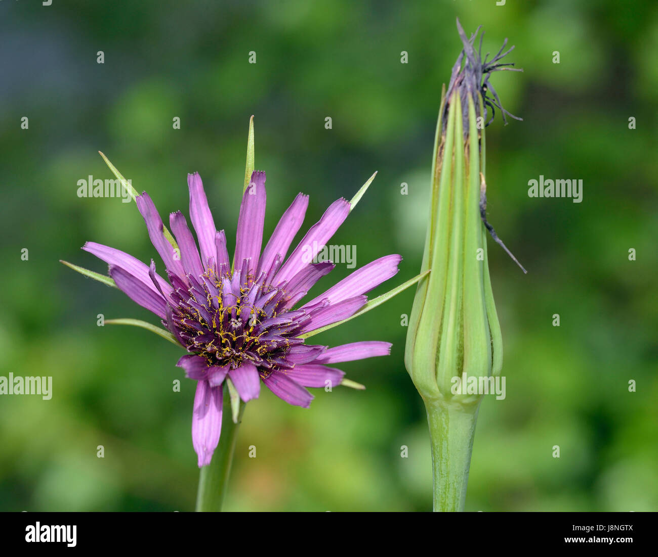 Salsefrica - Tragopogon porrifolius fiore & chiuso seedhead introdotto dal Mediterraneo Foto Stock