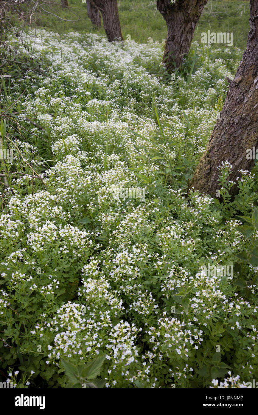 Bitteres Schaumkraut, Bitter-Schaumkraut, Falsche Brunnenkresse, Bitter-Schaumkraut, Bitterkresse, Wildkresse, Kressen-Schaumkraut, Cardamine amara, L Foto Stock