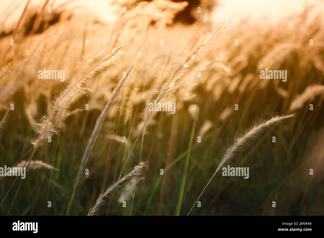 Erba e la luce del sole nella serata di vintage stile di colore per natura progettuale dello sfondo. Foto Stock