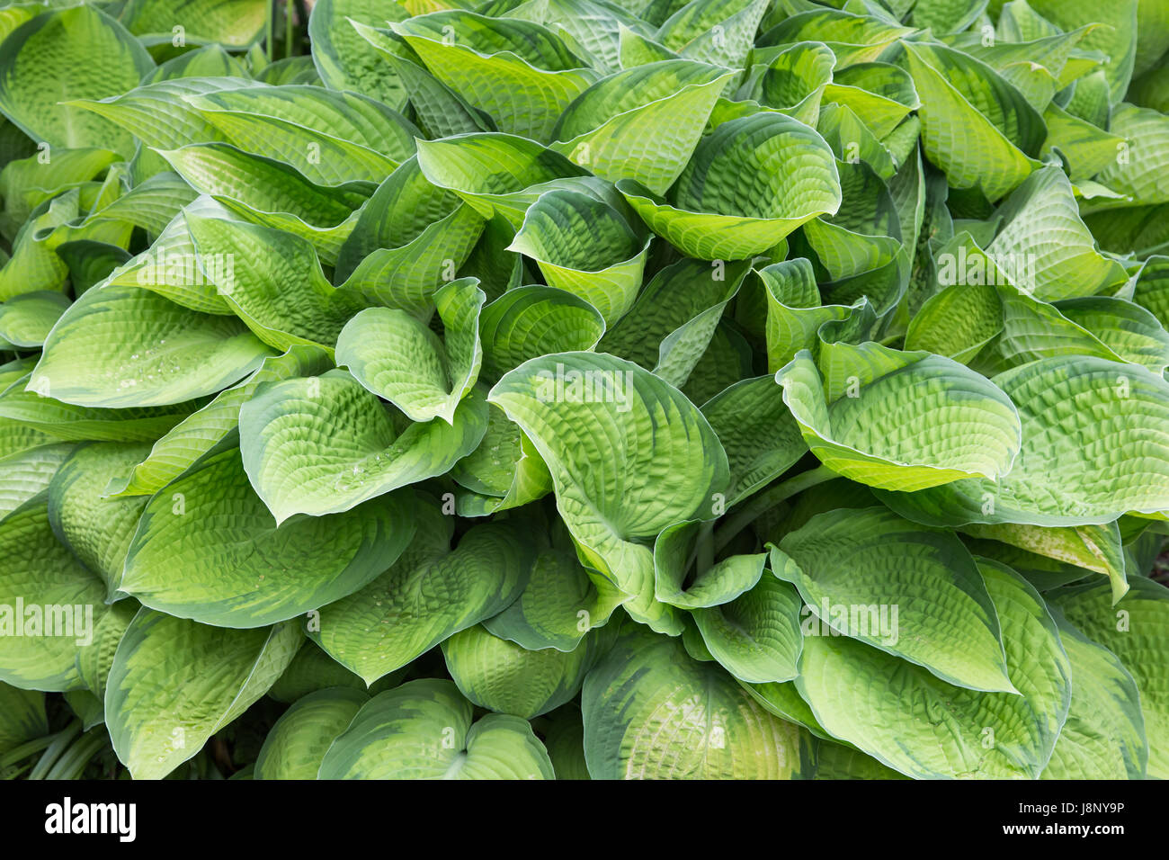 Hosta sono noti anche come giboshi in giapponese. Foto Stock