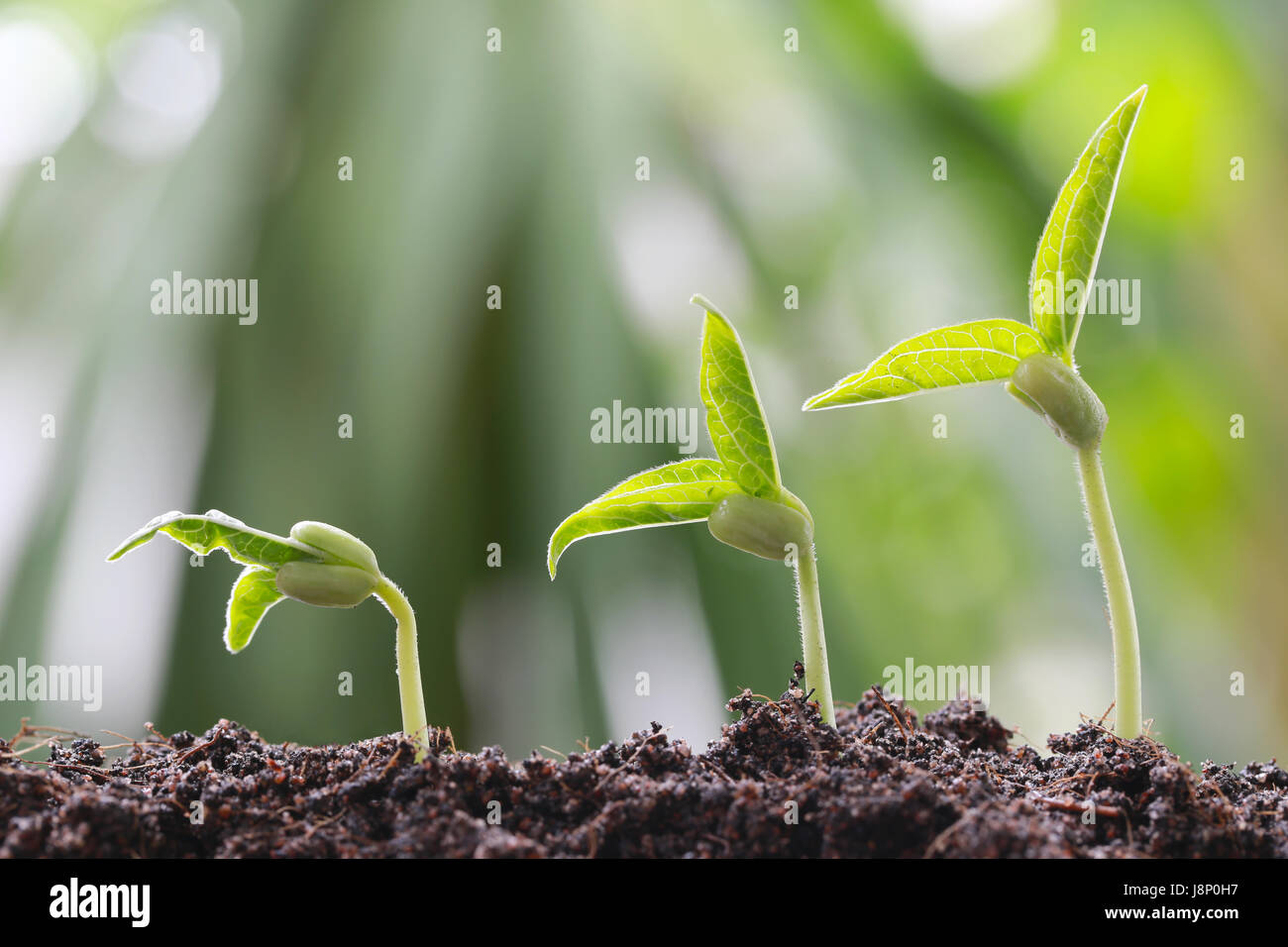 Il verde di germogli di soia sul terreno in un orto e hanno natura sfondo bokeh di fondo per il concetto di crescita e di agricoltura. Foto Stock