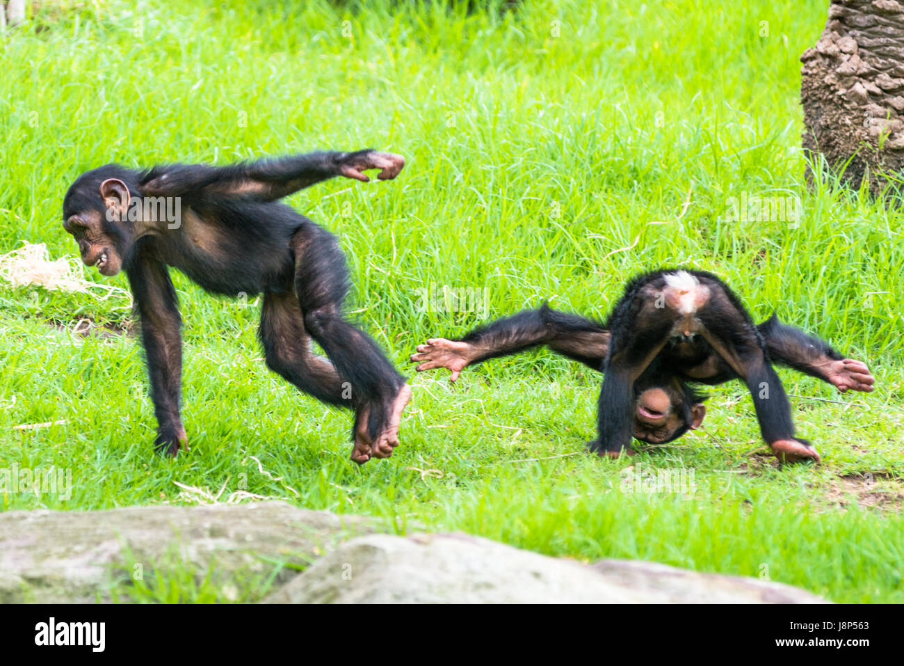 Due baby scimpanzé in riproduzione. Foto Stock