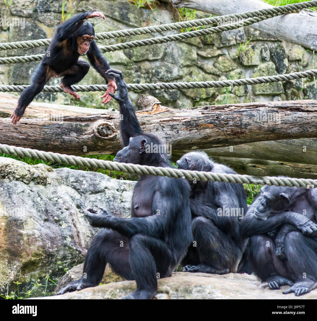 Due baby scimpanzé in riproduzione. Foto Stock