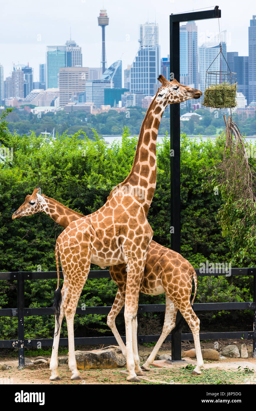 Tarronga zoo giraffe con skyline di Sydney. NSW. Australia. Foto Stock