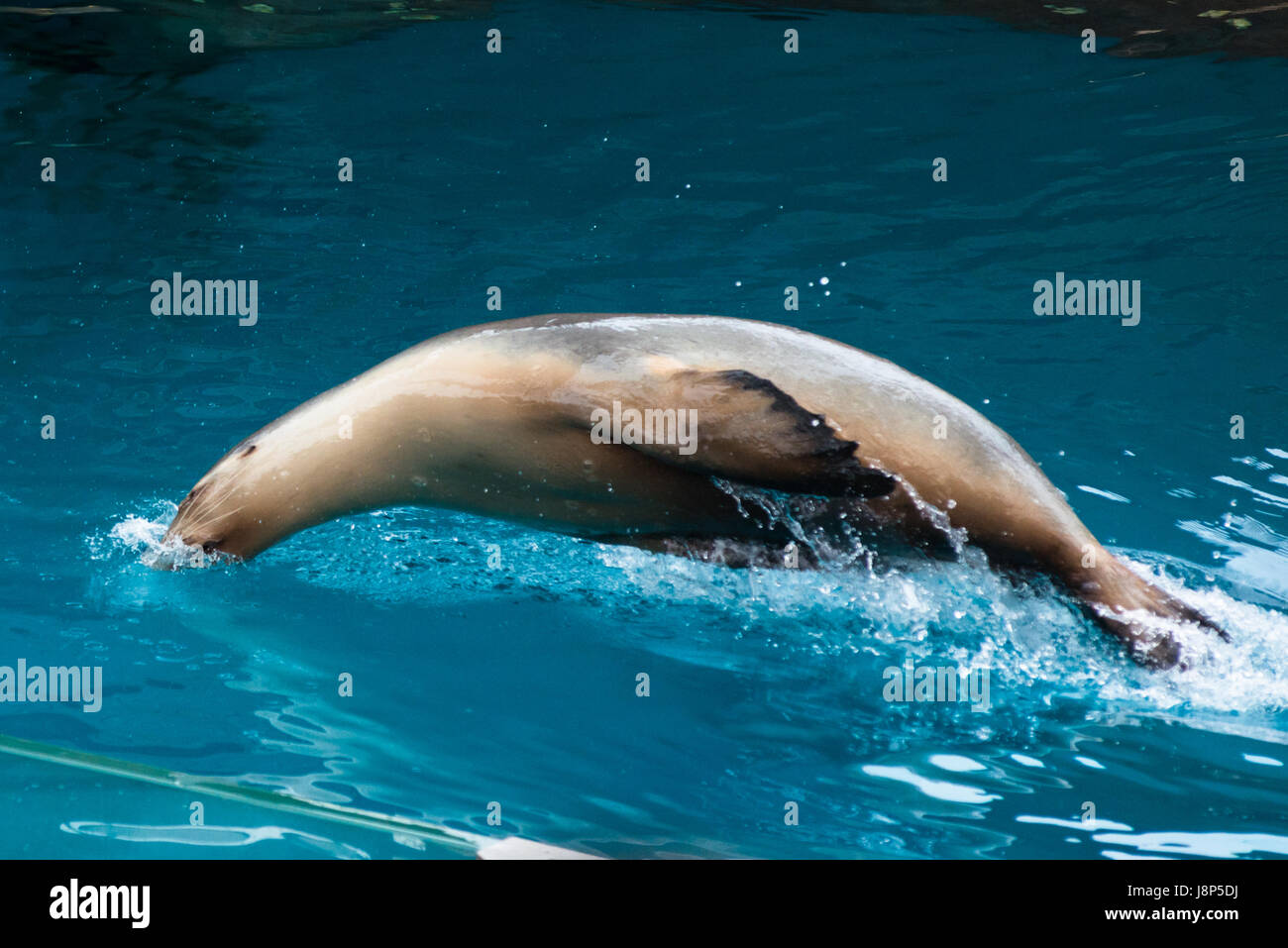 Californian Sea Lion tuffi in acqua durante lo zoo di Taronga guarnizione mostra, Sydney, Australia. Foto Stock