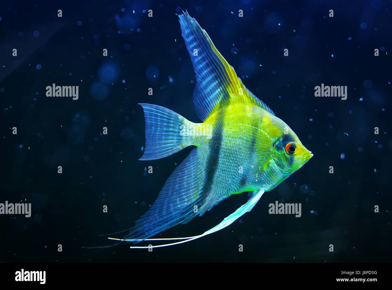 I pesci ornamentali subacquea scalari Foto Stock