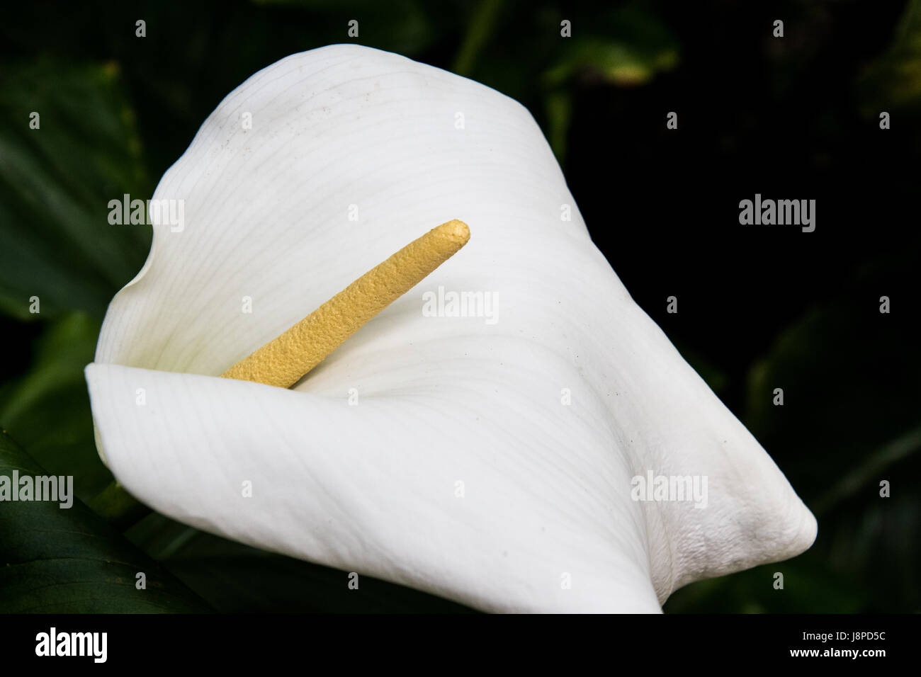 Arum lily, zantedeschia aethiopica Foto Stock