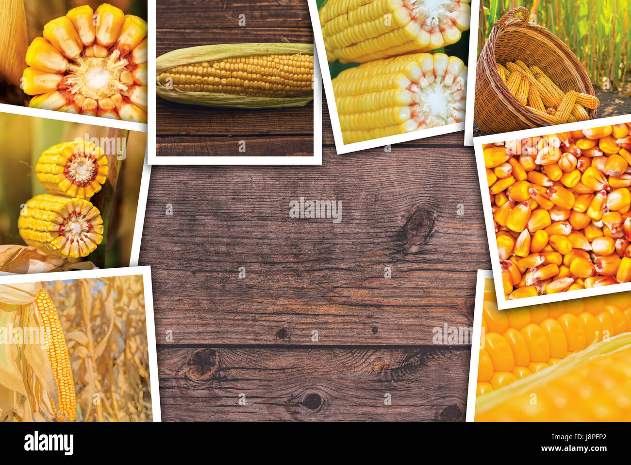 Mais in agricoltura, photo collage con spazio di copia Foto Stock