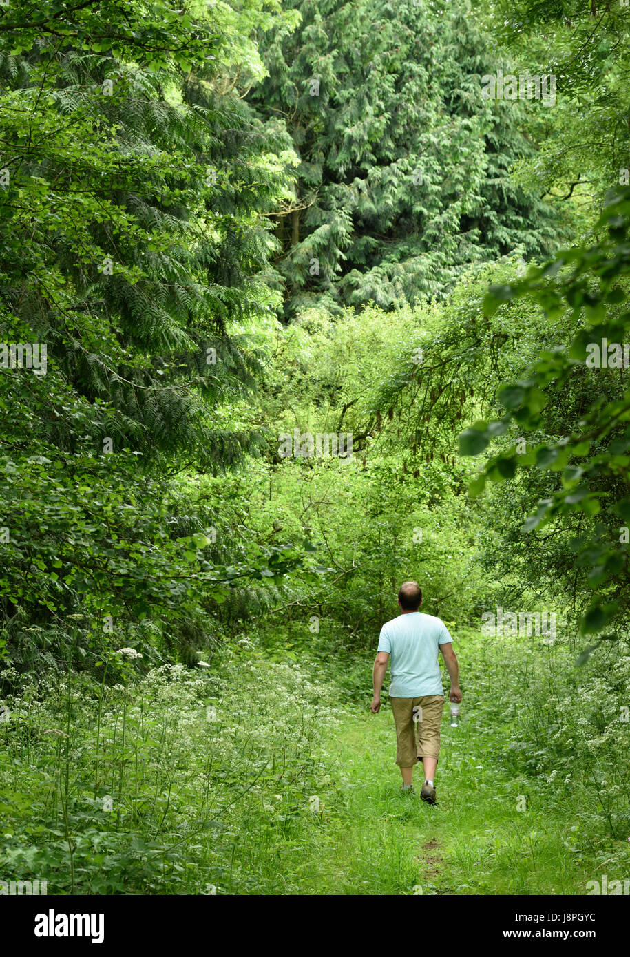 Lone rambler maschio fuori per una passeggiata con la sua acqua in bottiglia su una soleggiata giornata estiva in un piccolo bosco (copse, spinney) esterno Corby, Northamptonshire, e Foto Stock