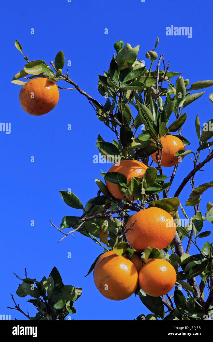 Orange, Vitamine Vitamine, alberi da frutta, arancio, blu, arancione, cibo, Foto Stock