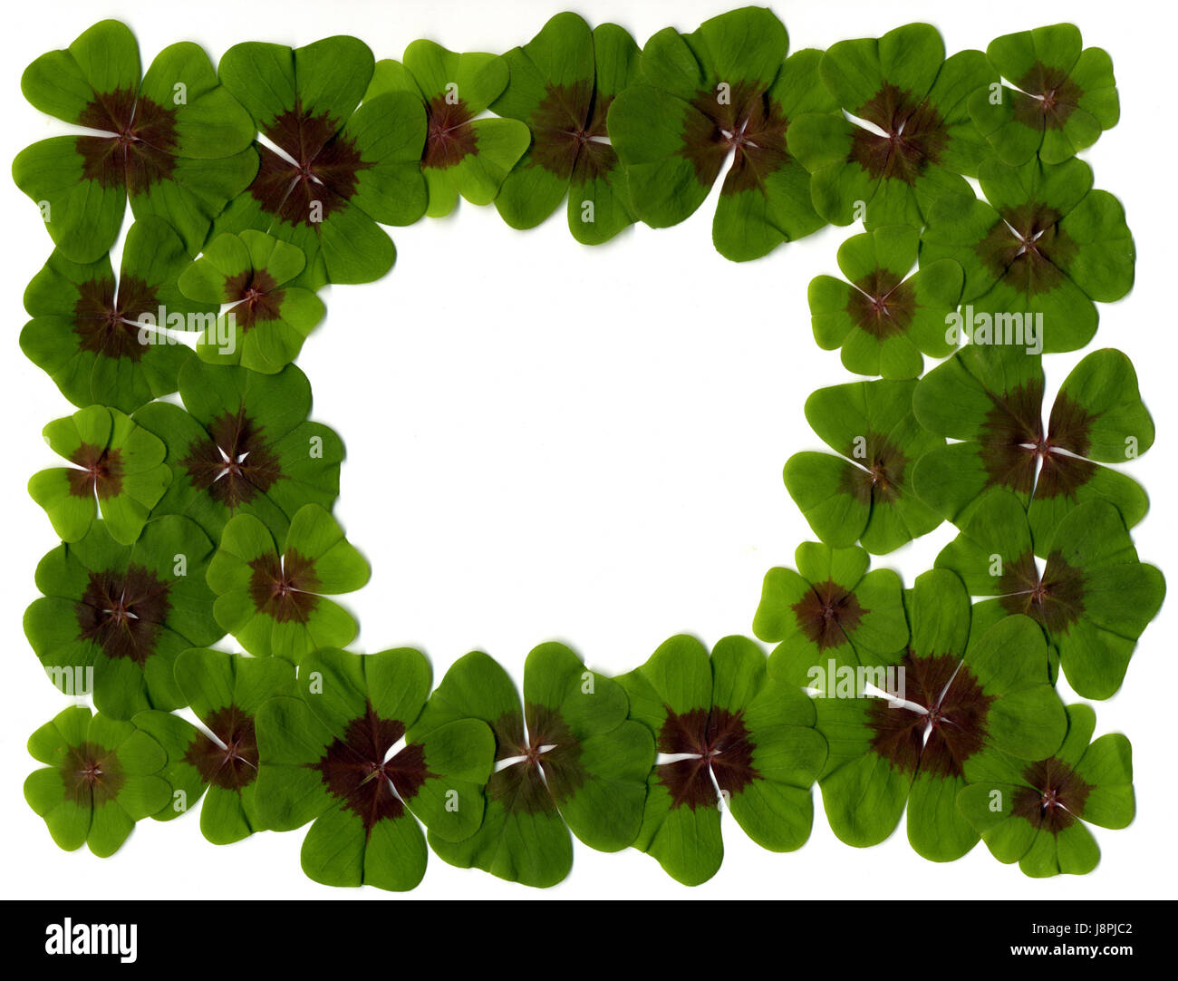 Ne E Simbolo Il Quadrifoglio Trifoglio, quadrifoglio, pittogramma, simbolo pittogramma, simbolo del