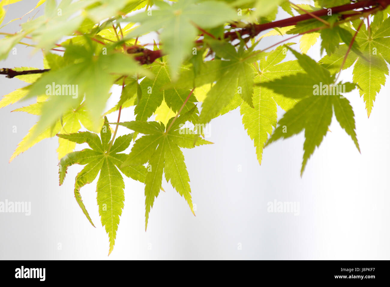 Foglia verde, foglie, molla, acero, brilla, brilla, luminoso, Lucent, luce, Foto Stock