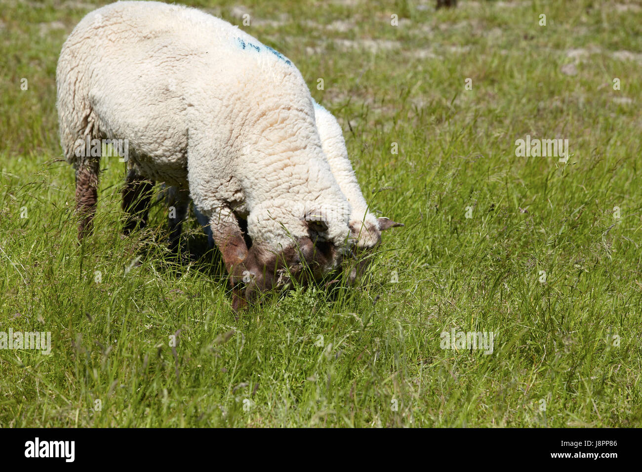 Verde, pastorizia, lana, Dike, pecore (pl), pascolare, due, Willow, macro, Foto Stock