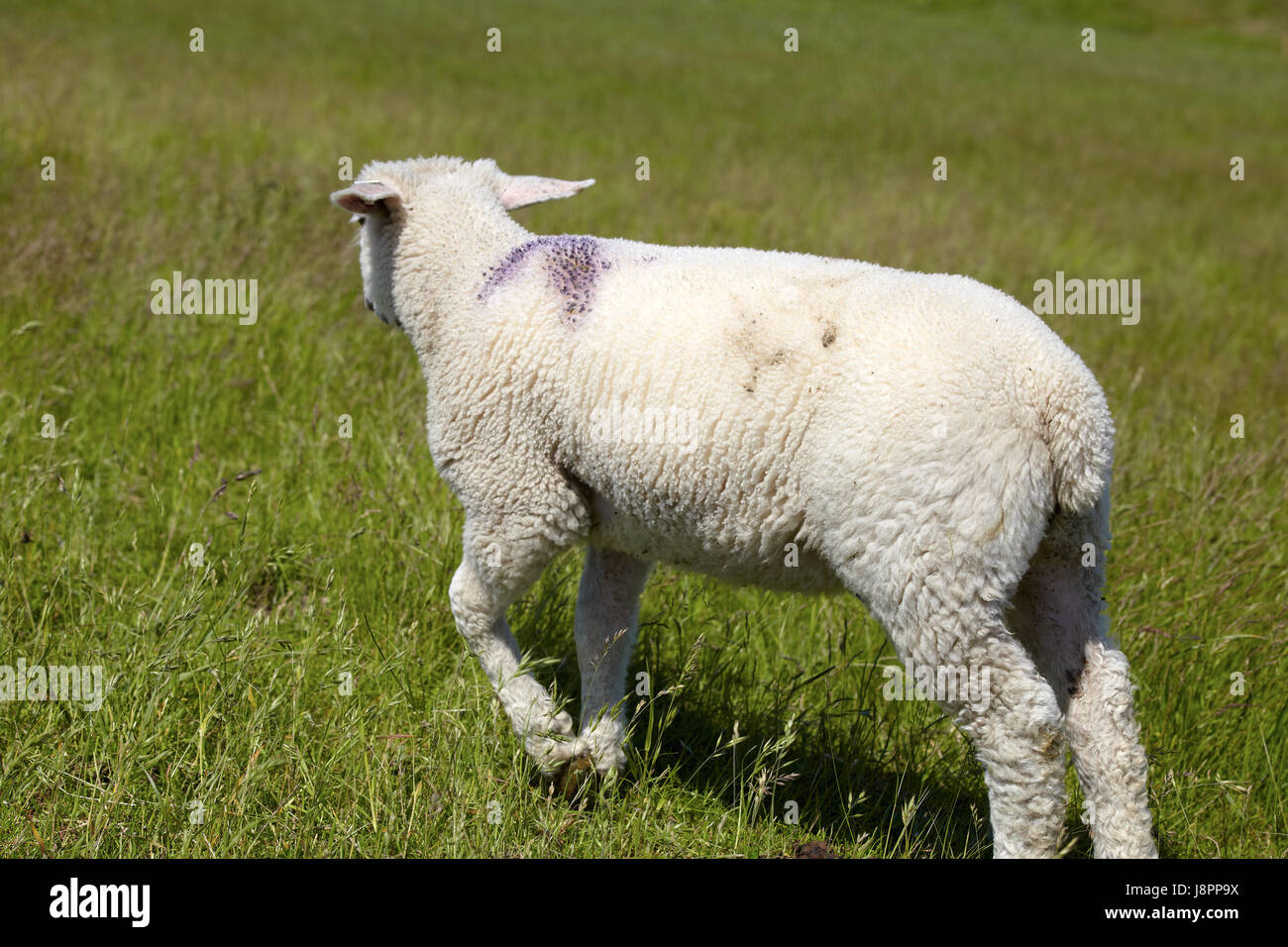 Verde, pecore, lana, pascolare, due, di agnello, natura, Willow, bucolico, animale, pet, Foto Stock
