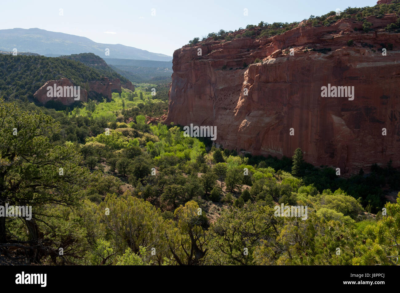 La molla Gulch, un'oasi tra Entrada scogliere di arenaria, vicino a Torrey, Utah. Boulder Mountain è in distanza. Foto Stock