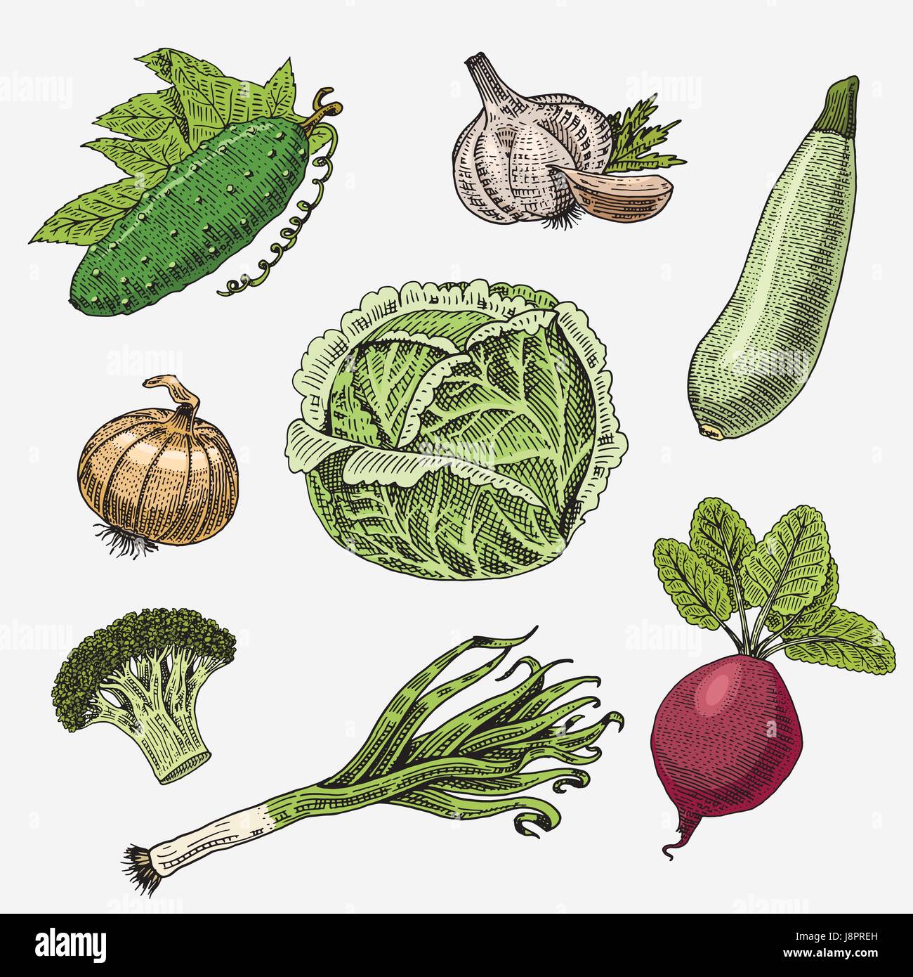 Set di disegnati a mano, inciso verdure, cibo vegetariano, piante, vintage cercando di cavolo, cetriolo e zucchine, barbabietole, porri, cipolle e aglio. Illustrazione Vettoriale