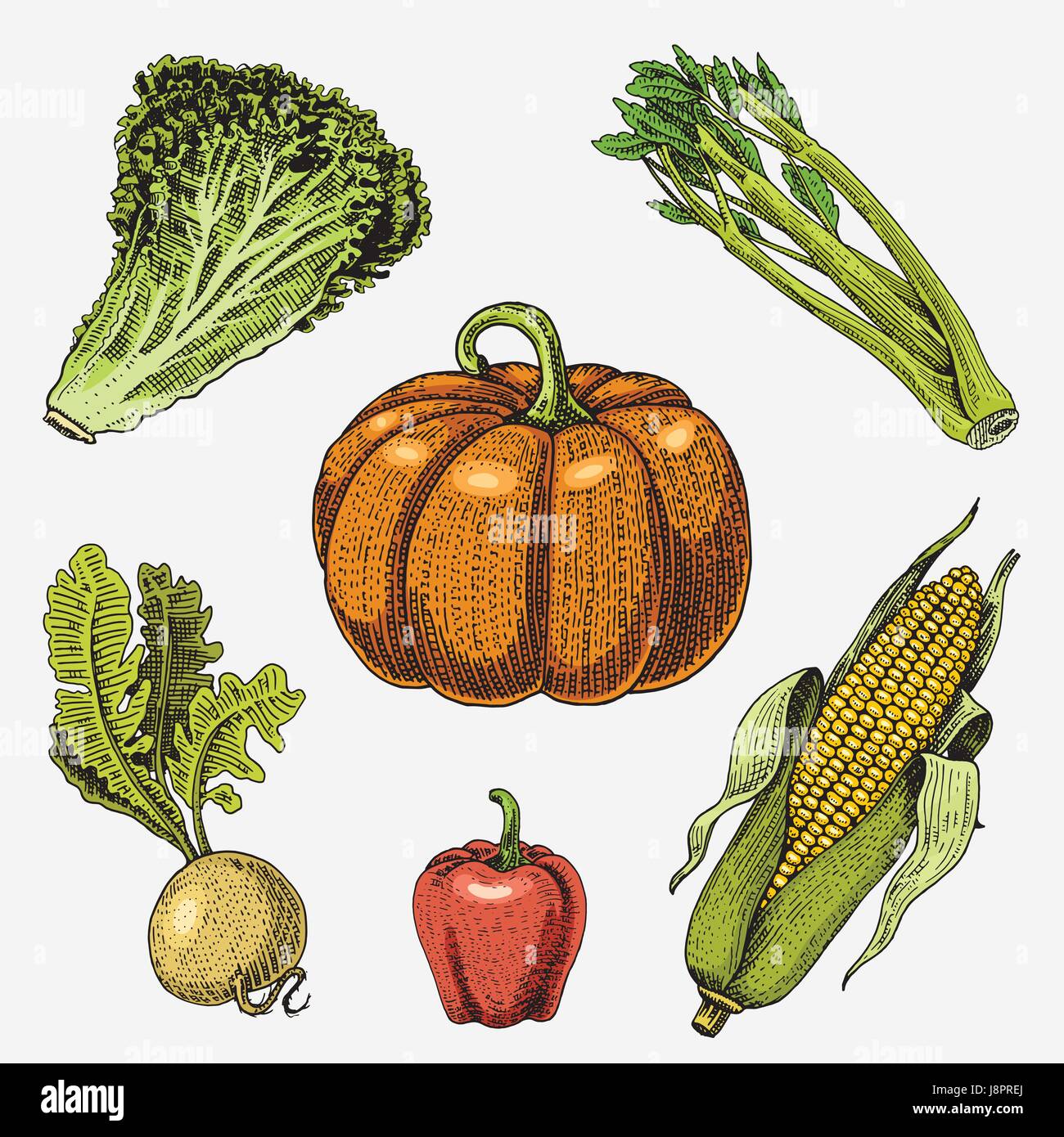 Set di disegnati a mano, inciso verdure, cibo vegetariano, piante, vintage cercando di zucca, lattuga e sedano, mais , dolce e peperoncino, rapa. Illustrazione Vettoriale
