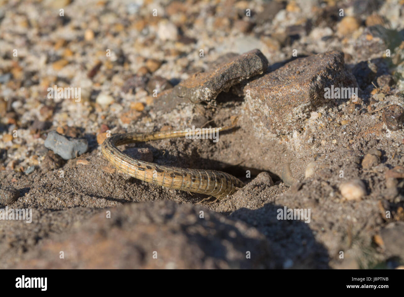Sabbia femmina lizard (Lacerta agilis) scavare un uovo-posa scavano nella sabbia una patch su Surrey brughiera sito Foto Stock