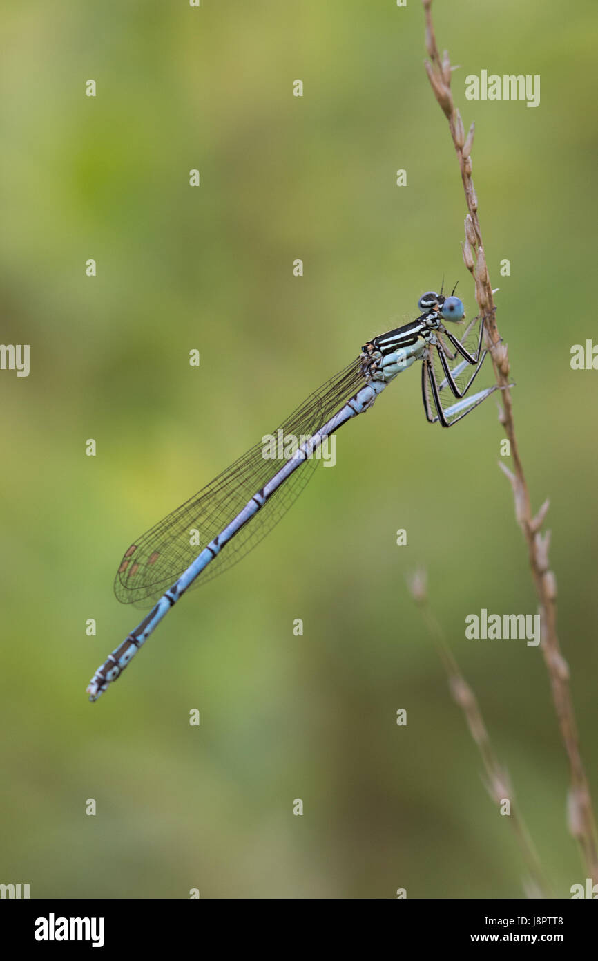 Close-up di bianco-zampe (damselfly Platycnemis pennipes) Foto Stock