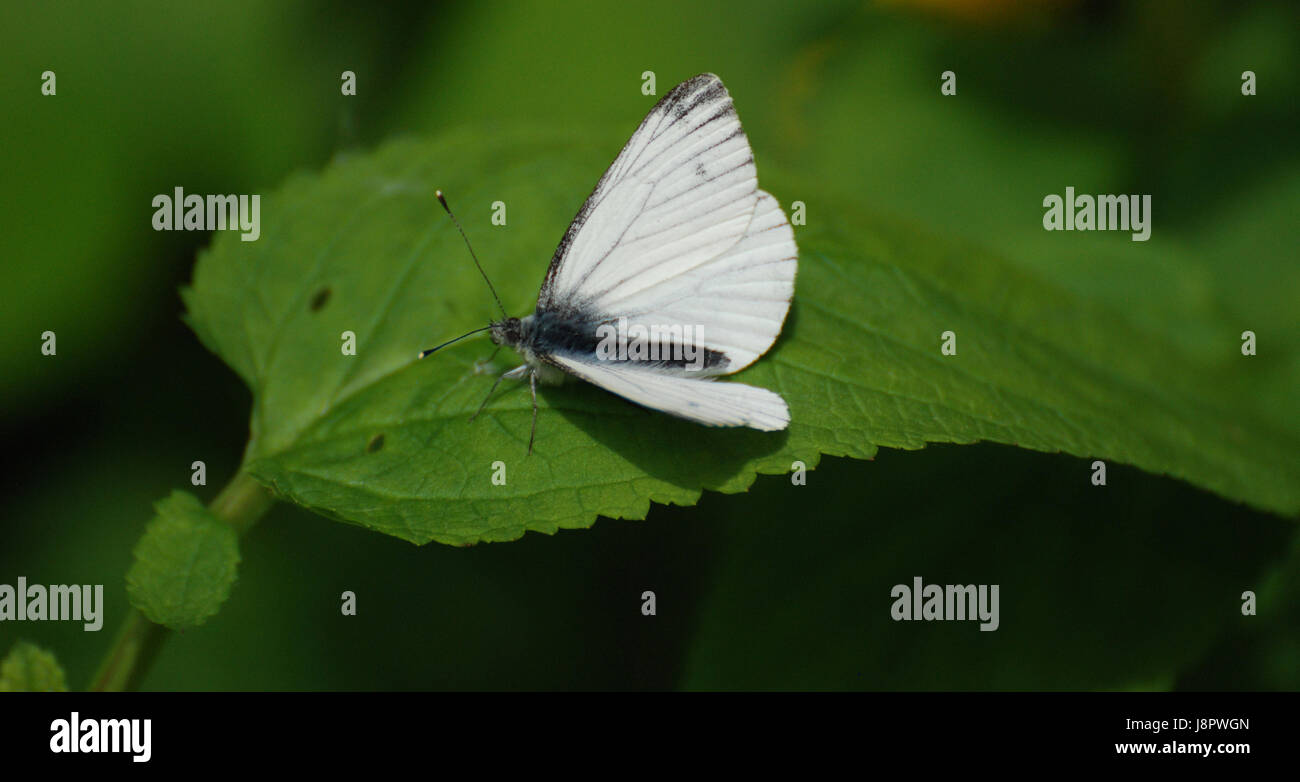 Legno farfalla bianca Foto Stock